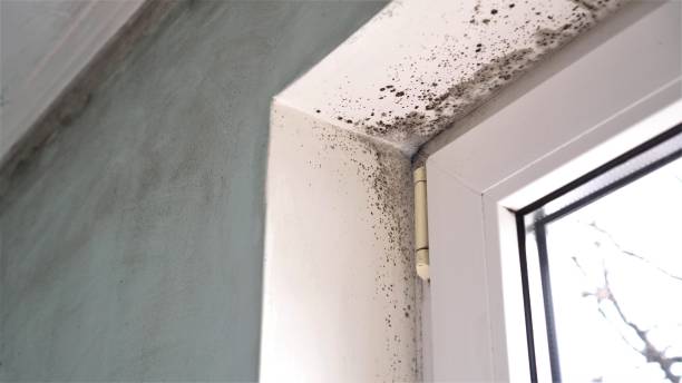 Best Crawl Space Mold Removal  in Polo, IL