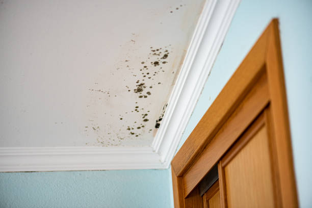 Best Certified Mold Removal  in Polo, IL