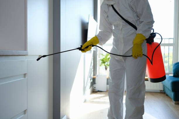 Attic Mold Removal in Polo, IL