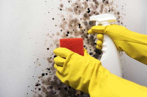 Best Mold Testing  in Polo, IL