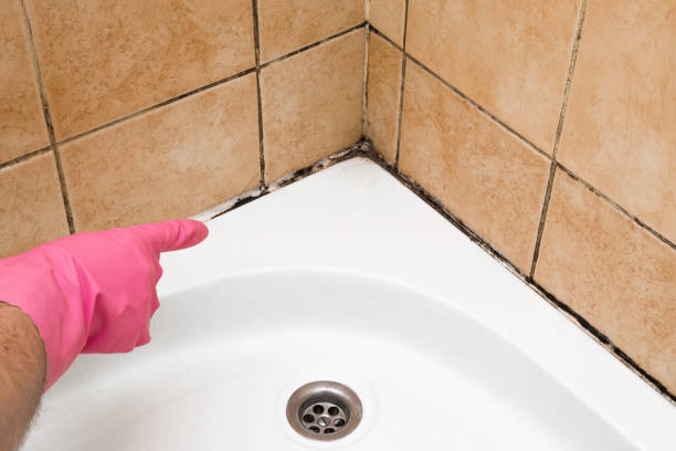 Reliable Polo, IL Mold Removal Solutions