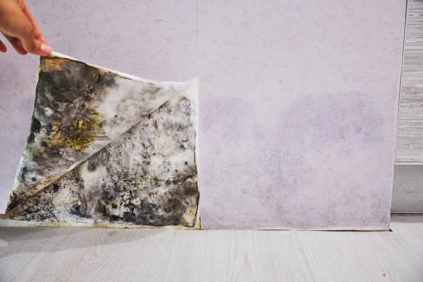 Best Black Mold Removal  in Polo, IL